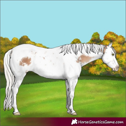 Horse Color:White Spotted Silver Bay Dun Splash Tobiano 