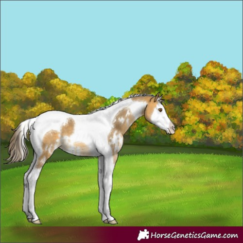 Horse Color:White Spotted Buckskin Splash Tobiano Appaloosa