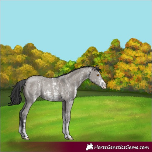 Horse Color:Grullo Sabino Rabicano