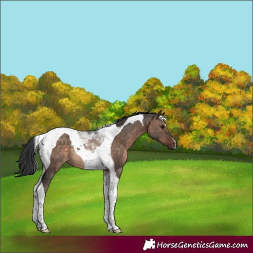 Horse Color:Brown Dun Tobiano Rabicano 