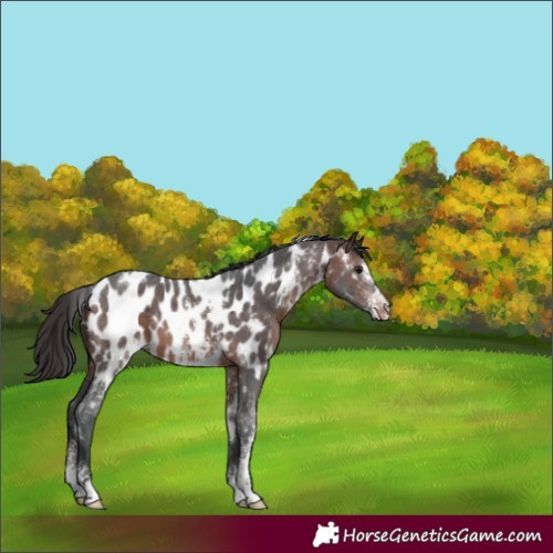 Horse Color:White Spotted Brown Sabino Appaloosa 
