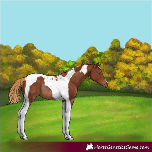 Horse Color:Chestnut Tobiano Rabicano