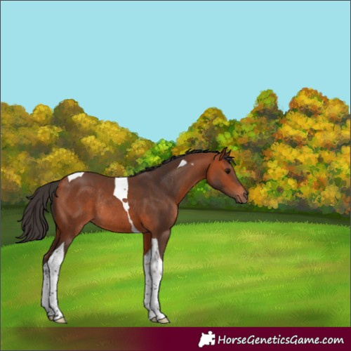 Horse Color:Bay Tobiano Rabicano