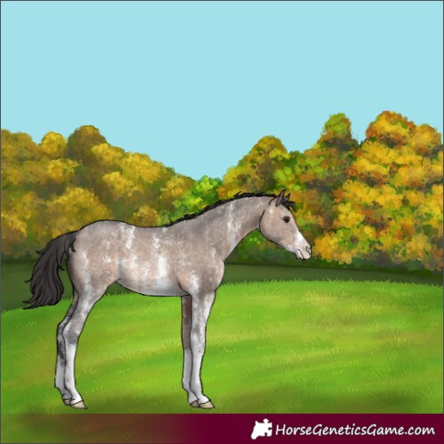Horse Color:Brown Dun Sabino Rabicano