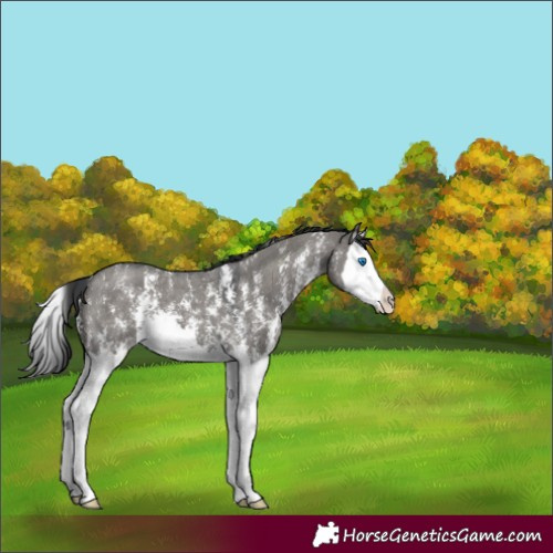 Horse Color:Grullo Sabino Splash 