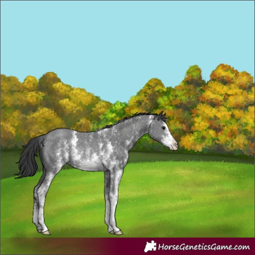 Horse Color:Black Sabino Rabicano 