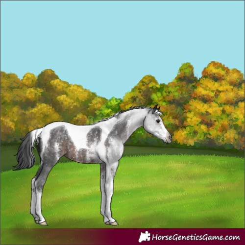 Horse Color:Gray Brown Sabino Tobiano 