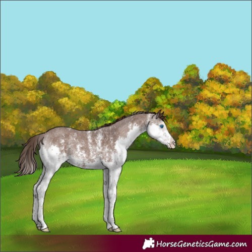 Horse Color:Liver Chestnut Sabino Splash