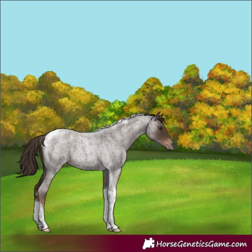 Horse Color:Liver Red Roan Tobiano