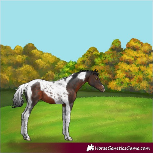Horse Color:Brown Tobiano 