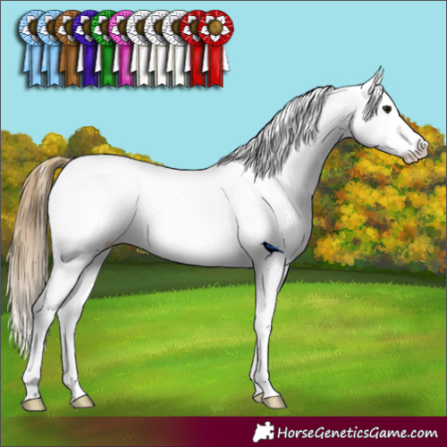 Horse Color:Buckskin Appaloosa 