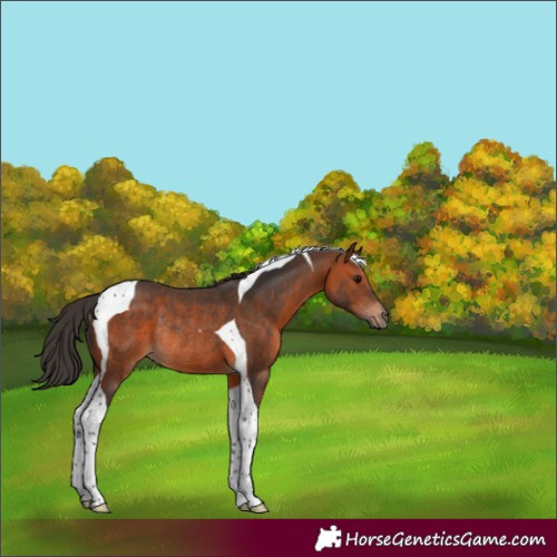 Horse Color:Bay Tobiano Rabicano 