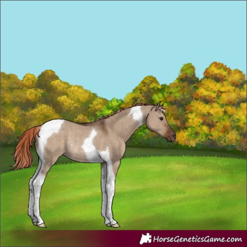 Horse Color:Liver Red Dun Tobiano Rabicano 