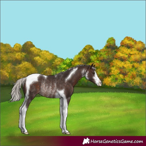 Horse Color:White Spotted Silver Brown Tobiano Rabicano