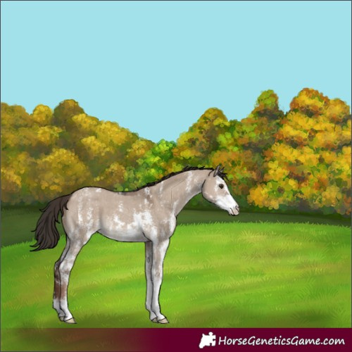 Horse Color:Liver Red Dun Sabino 