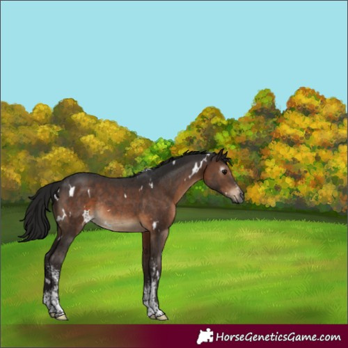Horse Color:Gray White Spotted Bay Sabino Rabicano 