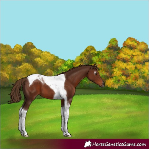 Horse Color:Gray Chestnut Tobiano 