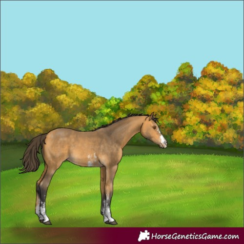 Horse Color:Buckskin Sabino Rabicano