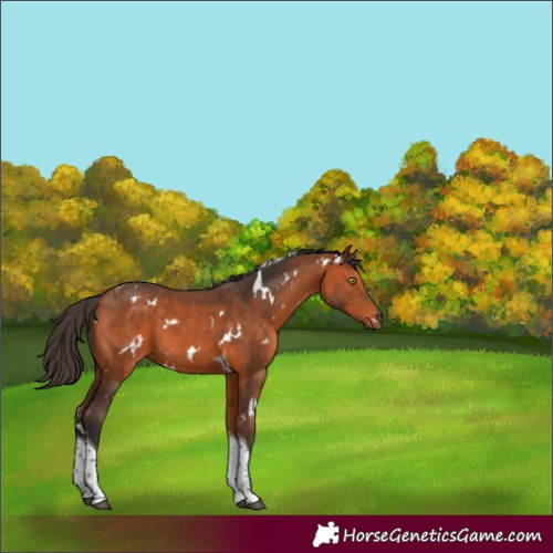 Horse Color:White Spotted Bay Tobiano