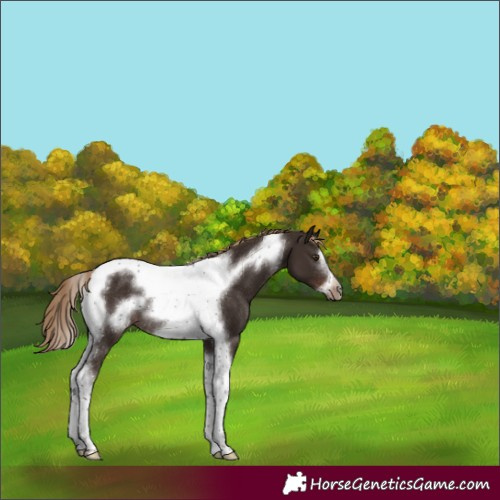 Horse Color:Liver Chestnut Tobiano Frame Rabicano 