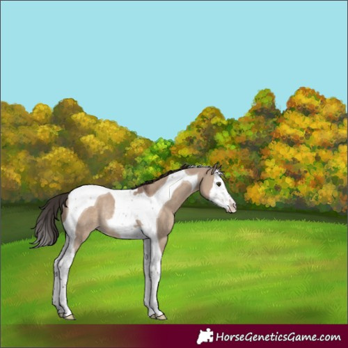 Horse Color:Liver Red Dun Splash Tobiano Rabicano 