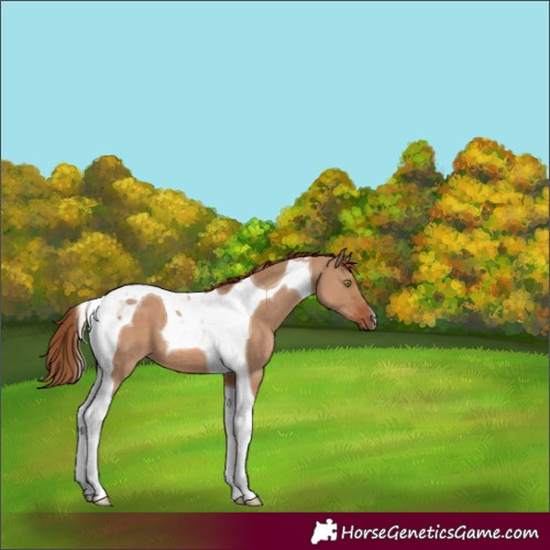 Horse Color:Red Dun Tobiano 