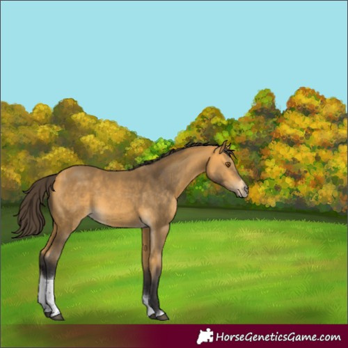 Horse Color:Buckskin Tobiano Rabicano 