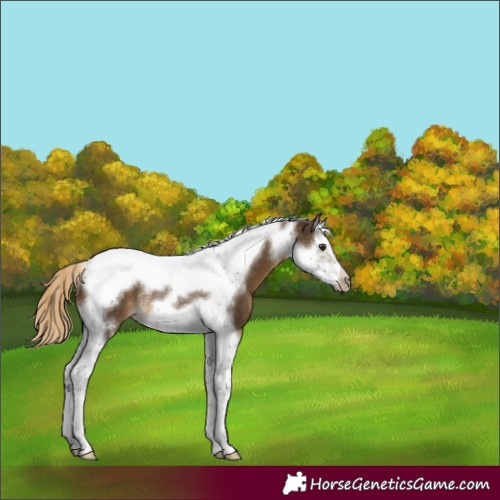 Horse Color:Chocolate Palomino Splash Tobiano Frame Varnish Rabicano 