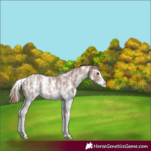 Horse Color:Chestnut Sabino Rabicano 