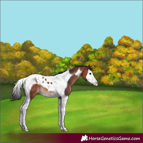 Horse Color:Bay Splash Tobiano Rabicano 