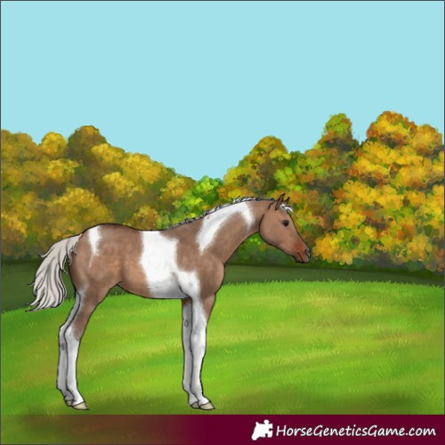 Horse Color:Silver Brown Dun Tobiano 