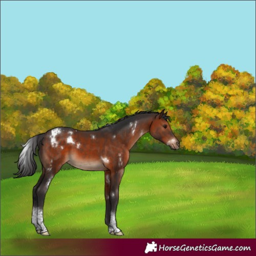 Horse Color:White Spotted Brown Tobiano Rabicano