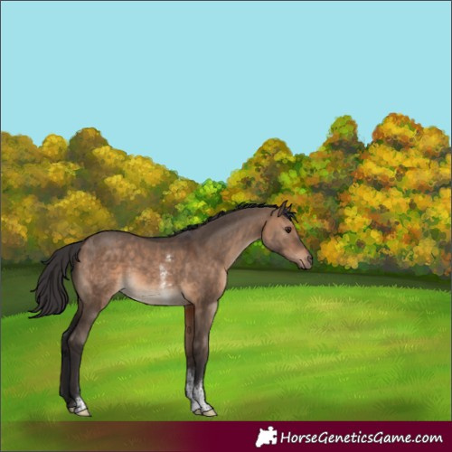 Horse Color:Brown Dun Sabino