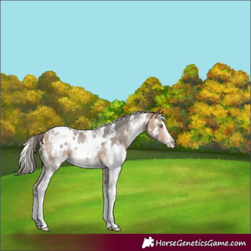 Horse Color:White Spotted Buckskin Sabino