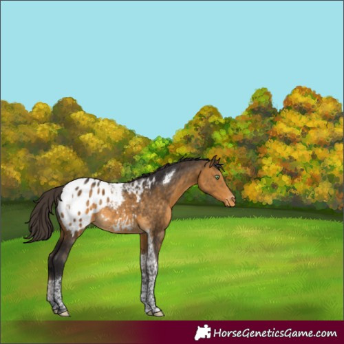 Horse Color:Buckskin Tobiano Appaloosa Rabicano 