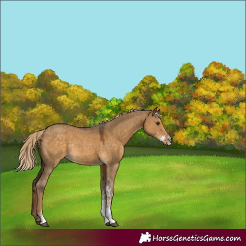 Horse Color:Chocolate Palomino Dun Sabino Rabicano
