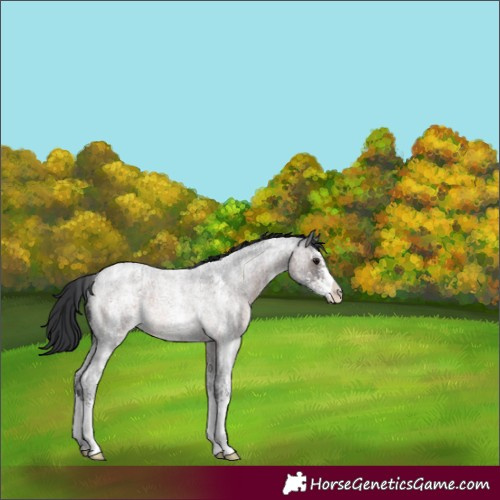 Horse Color:Brown Roan Sabino Rabicano