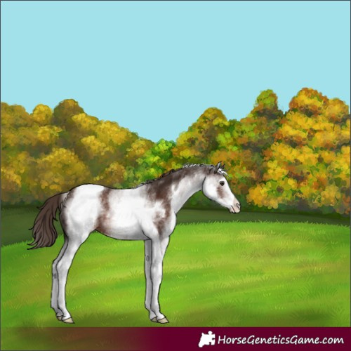 Horse Color:White Spotted Liver Chestnut Tobiano Appaloosa Rabicano 