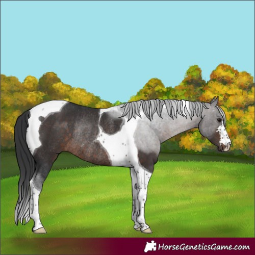 Horse Color:Brown Tobiano Rabicano