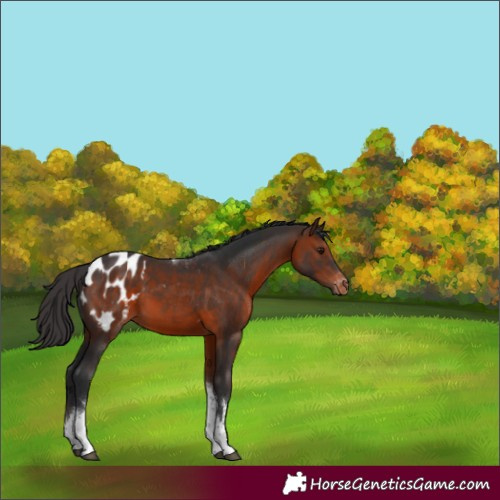 Horse Color:White Spotted Brown Tobiano Appaloosa 