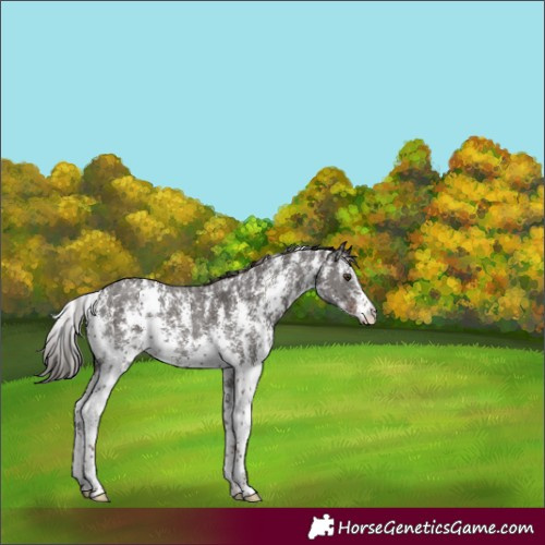 Horse Color:Liver Chestnut Sabino Rabicano