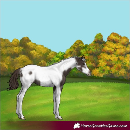 Horse Color:Liver Chestnut Tobiano Frame Rabicano 