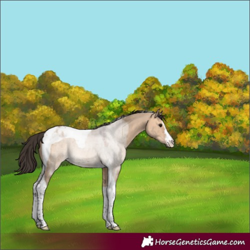 Horse Color:White Spotted Bay Dun Tobiano 