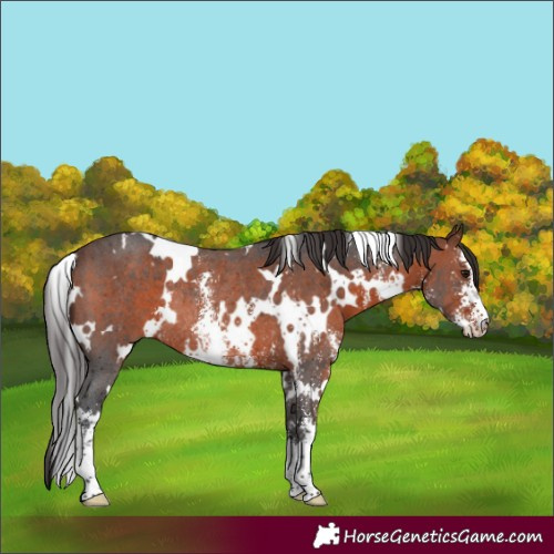 Horse Color:White Spotted Bay Sabino Rabicano 