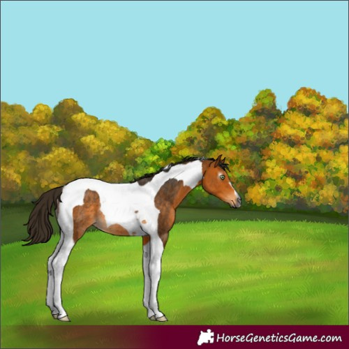 Horse Color:Gray Buckskin Tobiano Rabicano