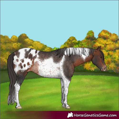 Horse Color:Brown Tobiano Appaloosa Rabicano