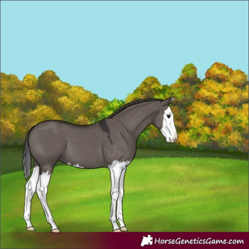 Horse Color:Smoky Grullo Splash 