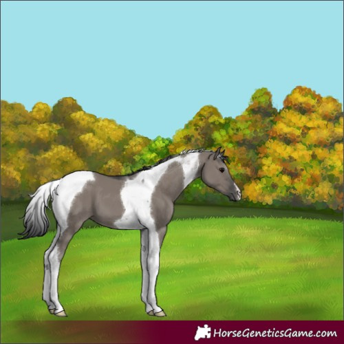 Horse Color:Grullo Tobiano 