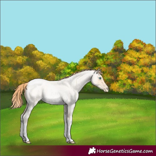 Horse Color:Classic Cream Champagne Roan Pearl Tobiano 