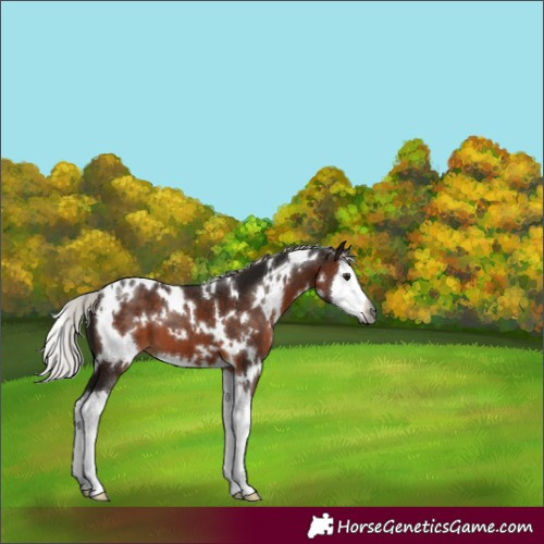Horse Color:Gray White Spotted Silver Brown Splash 